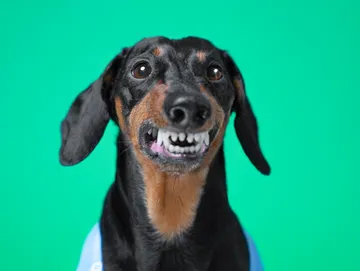 Dog bite prevention education and behavior consultation