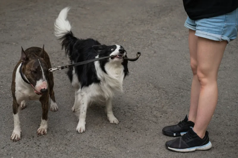 private dog training