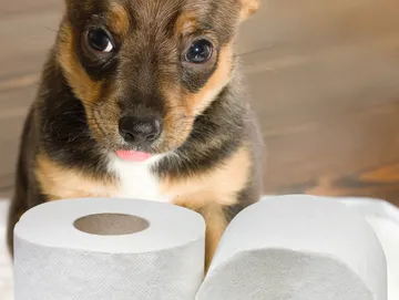 urban ruffneck packages PUPPY PRIMER PACKAGE