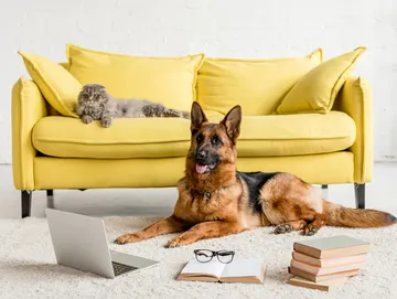 urban ruffneck packages two hour behavior consultation